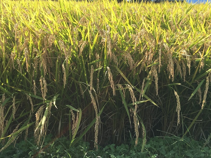 10名限定】令和7年産新米