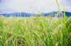 【自然栽培米】イセヒカリ白米～品格あるお米本来のシンプルな味わい～