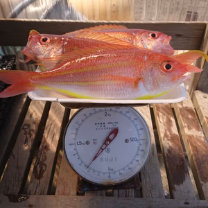 相模湾産天然イトヨリダイ。大サイズ！