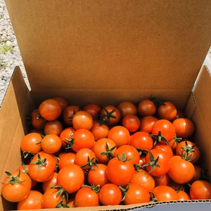 青森県津軽産 ミニトマト