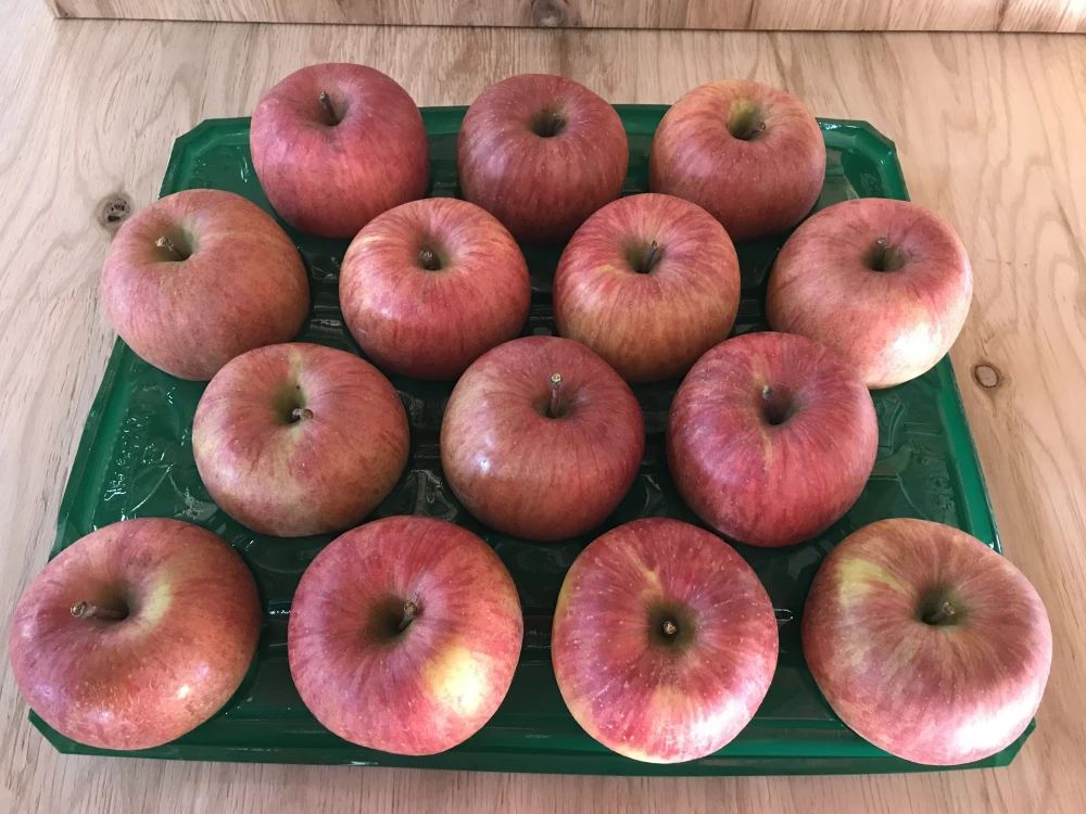 【初売り】特価！ご家庭用 5kg／10kg 長野県 山ノ内町のサンふじ