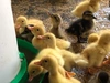 新米【9kg紙袋包装】ササシグレ 農薬と化学肥料を使わない栽培 弱アルカリ性の米