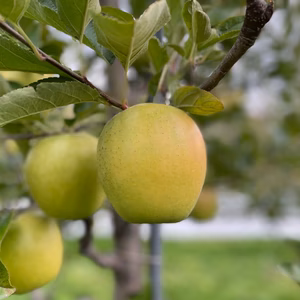 食べたら感動！りんごの王様王林贈答用品