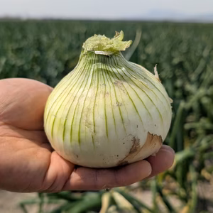 新玉ねぎ ジューシーかつ甘い！佐賀県産玉ねぎ 極早生『貴錦』