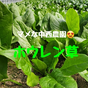 栄養満点寒当たりほうれん草。