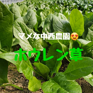 栄養満点寒当たりほうれん草。
