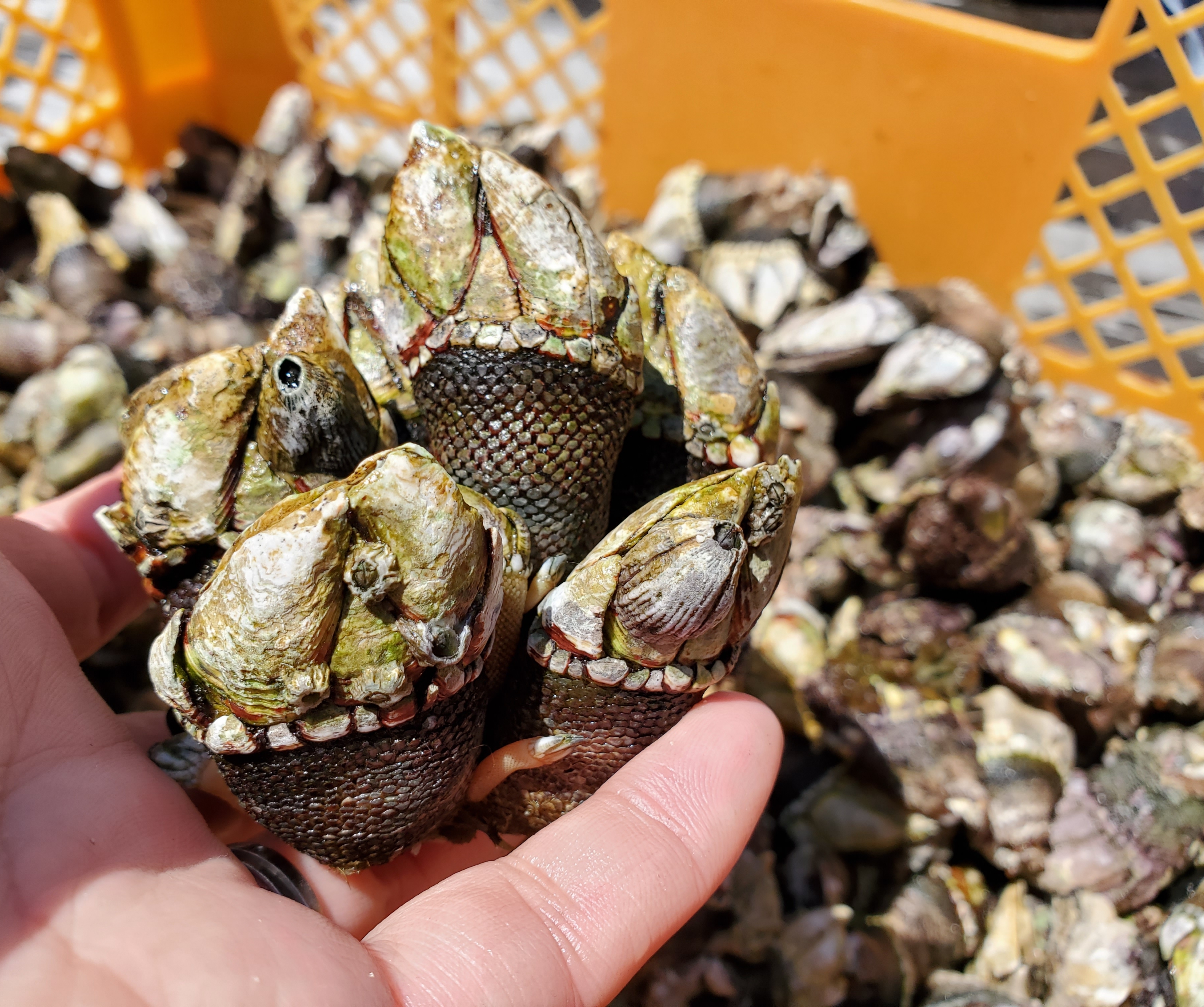 カメノテ 深島の幸 ふつうサイズと深島みそセット ５月末発送予定 農家漁師から産地直送の通販 ポケットマルシェ
