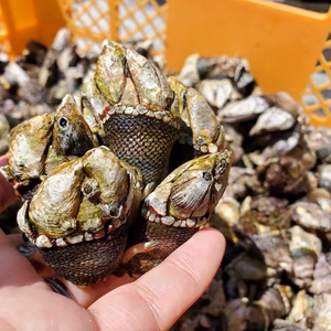 【カメノテ】深島の幸＊ふつうサイズと深島みそセット【５月末発送予定】