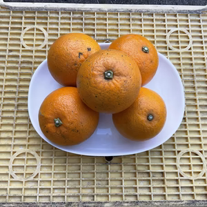 ブラッドオレンジ(タロッコ)〜無農薬自然肥料除草剤不使用