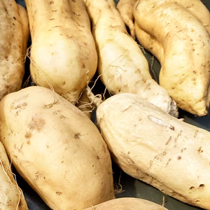 ホクホクやさしい甘さ！黄金千貫（S～L詰め合わせ）