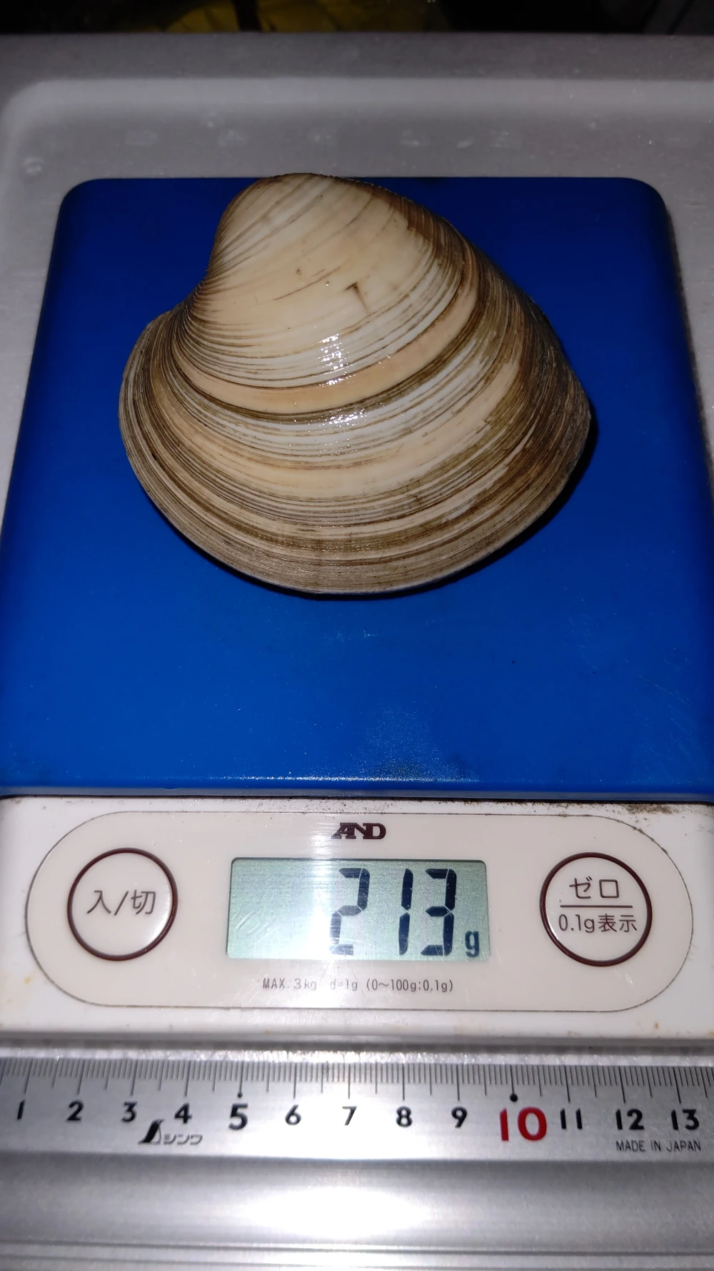 船橋三番瀬産ホンビノス貝2Lサイズ(1個181～220g)