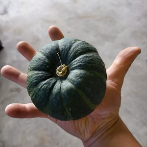 小さくてカワイイ、ホントの手のひらサイズ！ちいカワイ坊ちゃんカボチャ！