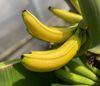 美味しさと栄養を凝縮！！木更津ファームの国産ドライバナナ