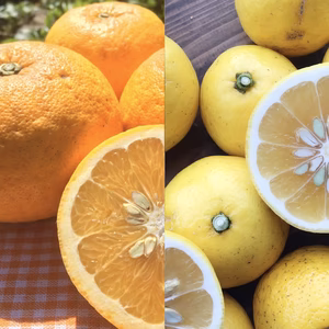 爽やかな共演！アマサマ(甘夏とニューサマー)【農薬不使用】