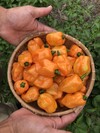 生唐辛子　品種『ハバネロ』オレンジ　５００g