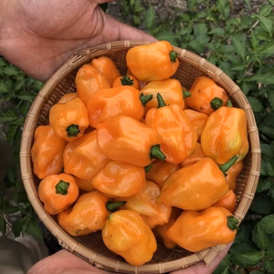 生唐辛子　品種『ハバネロ』オレンジ　５００g