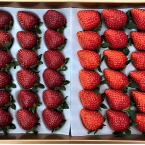 【黒いちご】真紅の美鈴 食べ比べ 中玉サイズセット　【要確認】1月から順次発送予