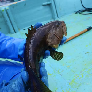 【鮮魚BOX】 ▼迷ったらまずはこれがおすすめ！【緊急増枠】残り3名