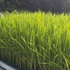 【新米】無農薬無化学肥料栽培★ひとめぼれ(玄米) 2023年産