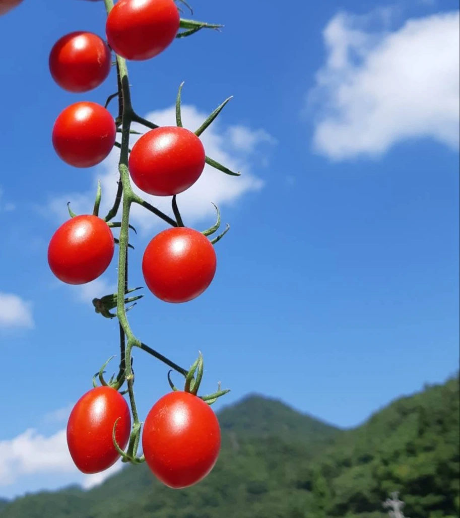 温泉酵素野菜 かぐやのトマト スウィートプリンセス