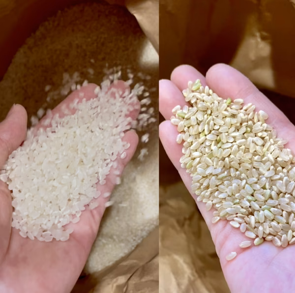 玄米お試しセット♪湖国の新米コシヒカリ白米＋玄米