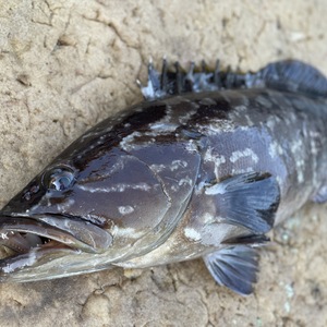 【松島産】幻の天然クエとサザエセット