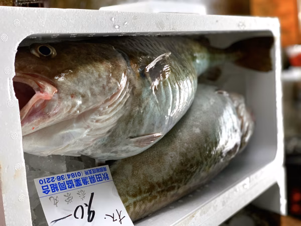今年も来ました鍋の季節‼️秋田県産　鮮魚　寒タラBOX　［真鱈］‼️