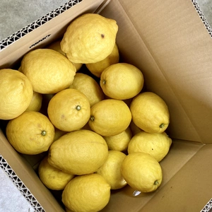 超デカ【農家直送】みかん畑で育った国産レモン　ちょっと訳あり　約2キロ、5キロ