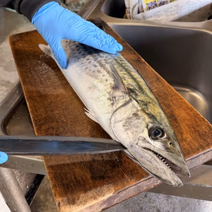 採れたてを捌いてお届け★活〆鰆(サワラ)半身【新物】