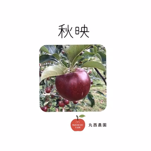 減農薬りんご　ネオニコチノイド系農薬不使用　秋映　家庭用　