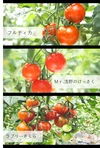 【３種お試し】スペシャルトマト（１ｋｇ）