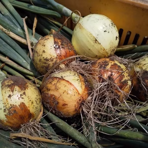 【オーガニック】まるごとスープに♪小玉ちゃん玉ねぎ 