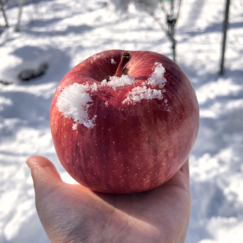 バックナンバー]大寒に立ち向かう3選→完熟雪んこりんご🍎煮込ん