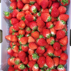 チビチビおやつイチゴ約2kg 収穫期間化学農薬不使用