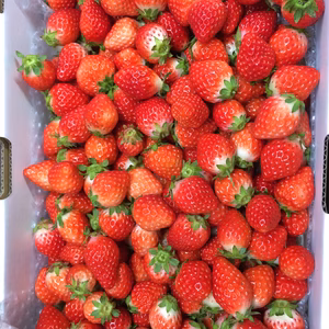 チビチビおやつイチゴ約2kg 収穫期間化学農薬不使用 