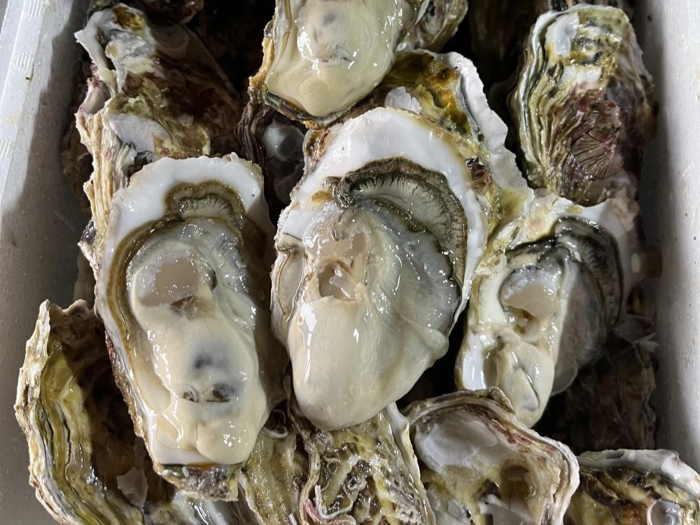 貝製品 その② 川揚がり