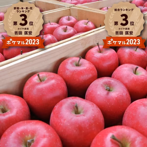 【一玉3,000円のりんご！】青森県産りんご「樹上完熟葉とらずふじ」上実・贈答用