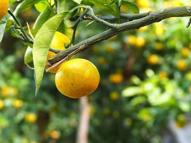 数量限定！ 紀州南高梅 樽 10kg 無添加 和歌山 紀州 白梅