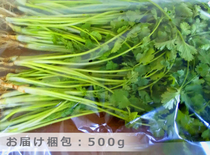 常温便 ハマること間違いなし 有機肥料の香り高いパクチー 農家漁師から産地直送の通販 ポケットマルシェ