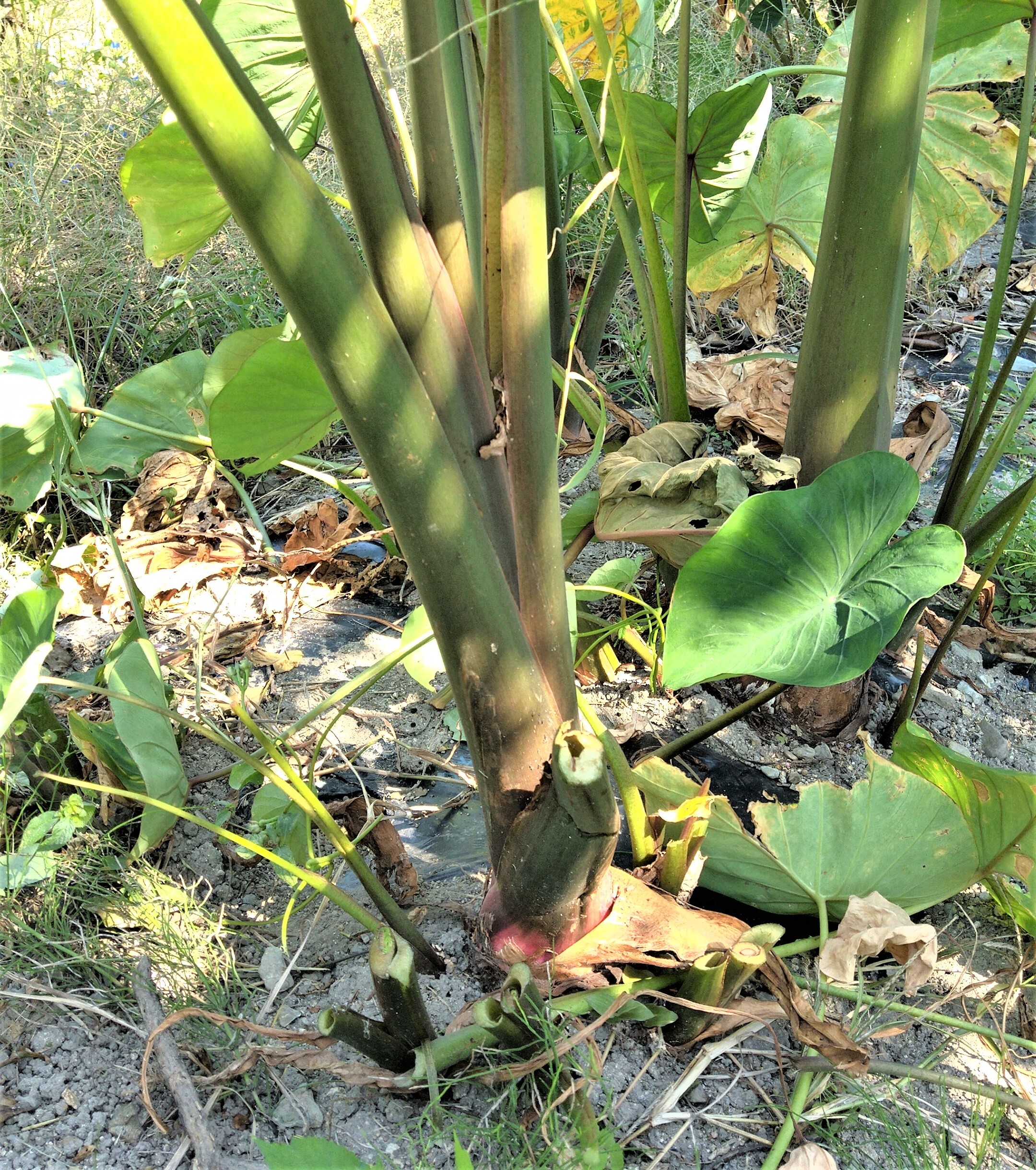 ホクホク美味しい里芋赤目 セベレス 農家漁師から産地直送の通販 ポケットマルシェ