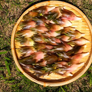 送料無料　高野山の麓で育った茗荷　(大)
