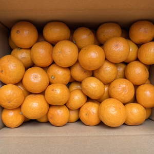 【糖度14度以上】小玉みかん　有機肥料使用　熊本県河内産