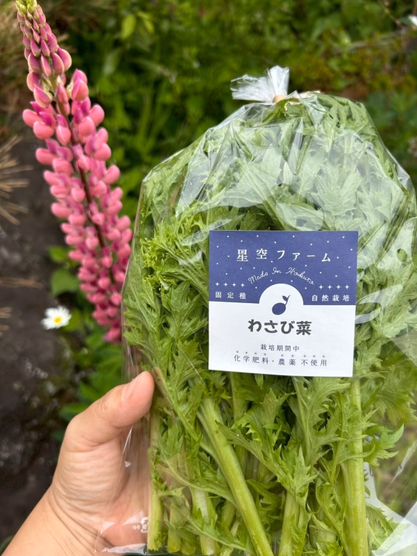 【農薬不使用・化学肥料不使用】ぴりりと優しい刺激が癖になる☆古代わさび菜