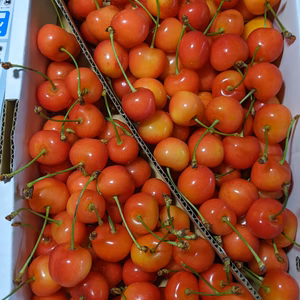 さくらんぼ紅秀峰2Lサイズバラ詰め