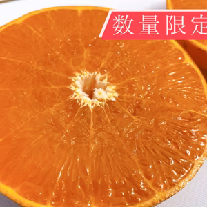 柑橘の大トロ　せとか　ご家庭用