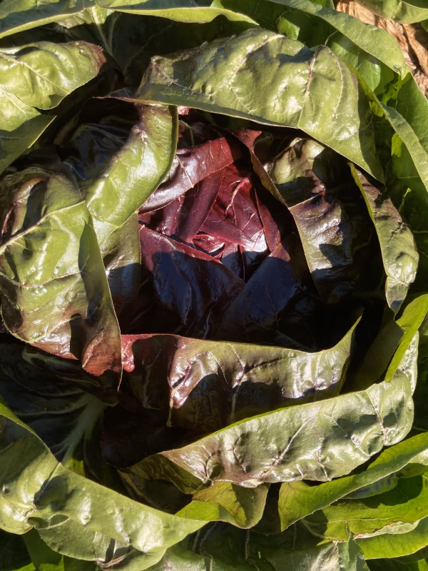 2024秋のイタリア野菜①畑の紅い宝石トレビス(ラディッキオ)