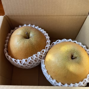糖度14度超え！！待てば待つほど美味い新雪梨（2kg）