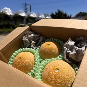 【味は本格派】手のひらサイズの食べきりミニメロン！【1.6kg、2〜3玉入り】