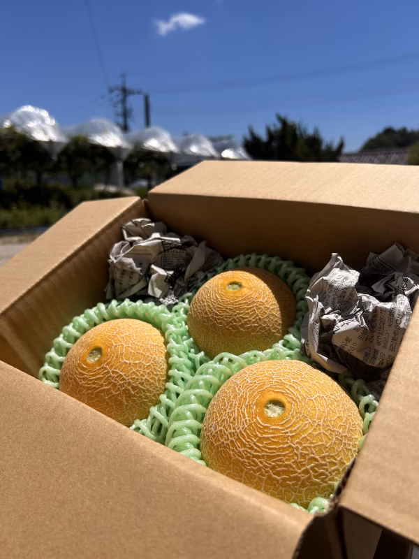 【味は本格派】手のひらサイズの食べきりミニメロン！【1.6kg、2〜3玉入り】