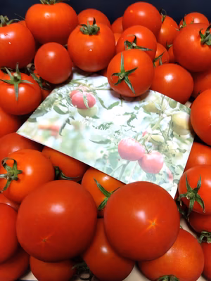 みんなの投稿の画像